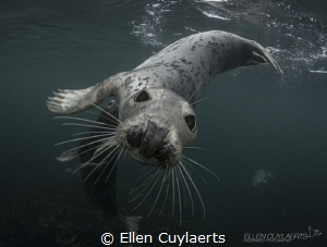 Playful seals in Farne Islands! by Ellen Cuylaerts 